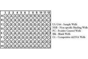 ELISA image for Nuclear Factor kappa B p50 (NFkB p50) ELISA Kit (ABIN965406)