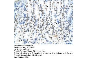 Mouse Pancreas (RNF6 Antikörper  (N-Term))