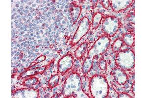 Anti-RPL30 antibody IHC staining of human spleen. (RPL30 Antikörper  (AA 1-30))