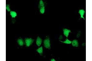 Anti-SOCS3 mouse monoclonal antibody (ABIN2454662) immunofluorescent staining of COS7 cells transiently transfected by pCMV6-ENTRY SOCS3 (RC209305). (SOCS3 Antikörper)