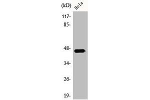 ACOT4 Antikörper  (C-Term)