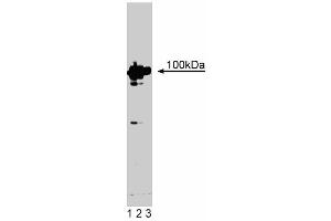 Western blot analysis of Dynamin on PC12 cell lysate. (Dynamin 1 Antikörper  (AA 698-851))