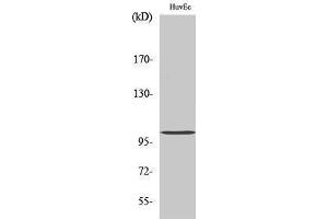 Western Blotting (WB) image for anti-Clock Homolog (Mouse) (CLOCK) (Internal Region) antibody (ABIN3183967) (CLOCK Antikörper  (Internal Region))