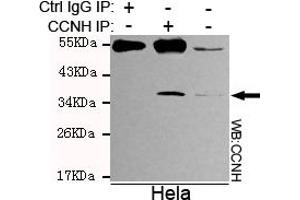 Immunoprecipitation analysis of Hela cell lysates using Cyclin H mouse mAb. (Cyclin H Antikörper)