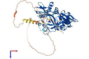 NMT2 Protein (AA 1-529) (His tag)