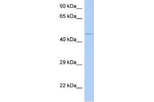 WB Suggested Anti-C9orf138 Antibody Titration: 0. (FAM154A Antikörper  (N-Term))
