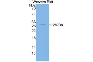 Western Blotting (WB) image for anti-Apolipoprotein M (APOM) (AA 8-188) antibody (ABIN1175637)