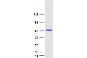 Western Blotting (WB) image for Phosphoglycerate Kinase 1 (PGK1) protein (Myc-DYKDDDDK Tag) (ABIN2728851)