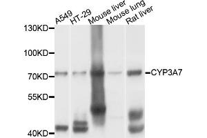 Western blot analysis of extracts of various cell lines, using CYP3A7 antibody. (CYP3A7 Antikörper)