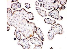 IHC-P: Aquaporin 6 antibody testing of human placenta tissue (AQP6 Antikörper  (C-Term))