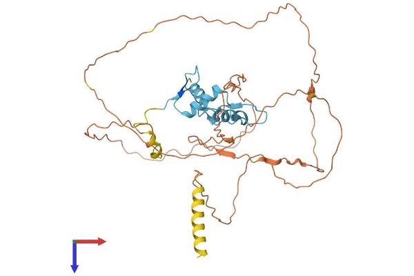 KLF12 Protein (AA 1-402) (His tag)