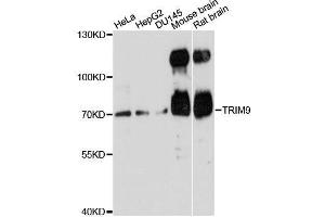 Western blot analysis of extracts of various cell lines, using TRIM9 antibody. (TRIM9 Antikörper  (AA 1-160))