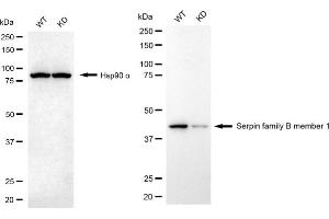 Western blotting analysis using serpin family B member 1 antibody (ABIN7800318).