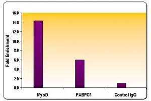 Histone H3 dimethyl Lys9 antibody tested by ChIP analysis.
