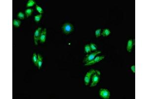 Immunofluorescent analysis of HepG2 cells using ABIN7165334 at dilution of 1:100 and Alexa Fluor 488-congugated AffiniPure Goat Anti-Rabbit IgG(H+L) (EVI2A Antikörper  (AA 31-133))