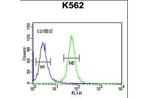 SPDYA Antibody (Center) (ABIN6244012 and ABIN6579062) flow cytometric analysis of K562 cells (right histogram) compared to a negative control cell (left histogram).