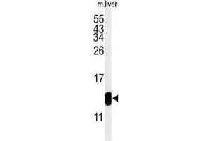 Western blot analysis of TMIE Antibody (Center) in mouse liver tissue lysates (35 µg/lane).