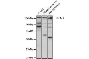 Western blot analysis of extracts of various cell lines, using OLFM4 antibody (ABIN6290716) at 1:1000 dilution. (Olfactomedin 4 Antikörper)