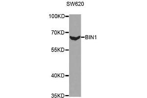 Western blot analysis of extracts of SW620 cell line, using BIN1 antibody. (BIN1 Antikörper  (AA 230-409))