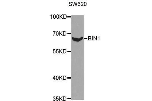 BIN1 antibody  (AA 230-409)
