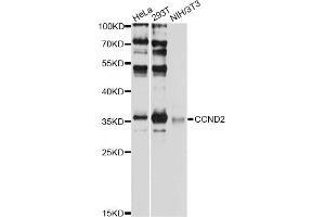 Western blot analysis of extracts of various cell lines, using CCND2 antibody (ABIN6290267) at 1:1000 dilution. (Cyclin D2 Antikörper)
