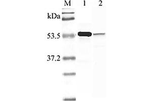 Western blot analysis using anti-Nampt (human), pAb  at 1:2'000 dilution. (NAMPT Antikörper  (AA 413-431))