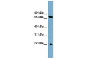 Image no. 1 for anti-Solute Carrier Family 24 (Sodium/potassium/calcium Exchanger), Member 4 (Slc24a4) (AA 124-173) antibody (ABIN6743240) (SLC24A4 Antikörper  (AA 124-173))