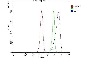 Flow Cytometry analysis of ANA-1 cells using anti-C5 antibody (ABIN7600410). (C5 Antikörper  (AA 19-294))