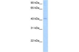 Western Blotting (WB) image for anti-Arylacetamide Deacetylase (Esterase) (AADAC) antibody (ABIN2462826) (AADAC Antikörper)