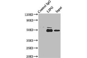 Immunoprecipitating LIPG in HepG2 whole cell lysate Lane 1: Rabbit control IgG instead of ABIN7151743 in HepG2 whole cell lysate. (LIPG Antikörper  (AA 360-500))