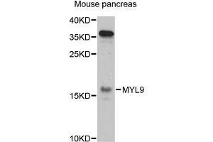 Western blot analysis of extracts of mouse pancreas, using MYL9 antibody (ABIN5971556) at 1:3000 dilution. (MYL9 Antikörper)