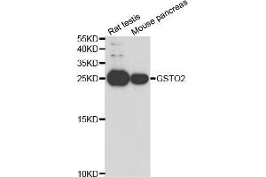 Western blot analysis of extracts of various cell lines, using GSTO2 antibody.