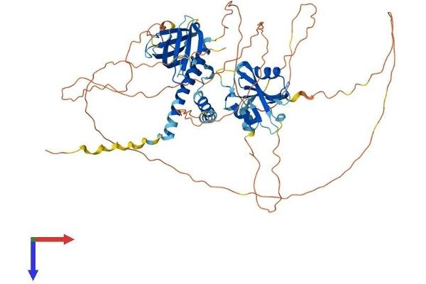 SH2B2 Protein (AA 1-632) (His tag)