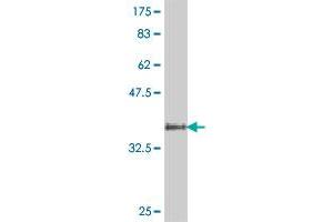 Western Blot detection against Immunogen (38. (INHBB Antikörper  (AA 298-407))