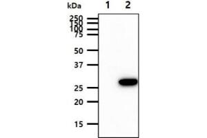The cell lysates (10ug) were resolved by SDS-PAGE, transferred to PVDF membrane and probed with anti-human BPGM antibody (1:1000).