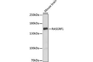 Western blot analysis of extracts of mouse brain, using R antibody (ABIN6132586, ABIN6146718, ABIN6146719 and ABIN6222717) at 1:1000 dilution. (RASGRF1 Antikörper  (AA 1-190))