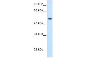 MAT1A antibody used at 2. (MAT1A Antikörper  (C-Term))