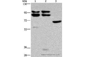 Western blot analysis of Hela, 231 and NIH/3T3 cell, using OS9 Polyclonal Antibody at dilution of 1:200 (OS9 Antikörper)