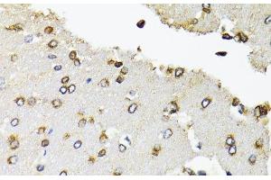 Immunohistochemistry of paraffin-embedded Rat brain using POLR2B Polyclonal Antibody at dilution of 1:100 (40x lens). (POLR2B Antikörper)