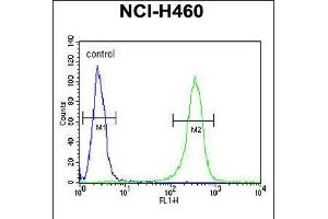 Flow cytometric analysis of NCI-H460 cells (right histogram) compared to a negative control cell (left histogram). (ZNF473 Antikörper  (N-Term))
