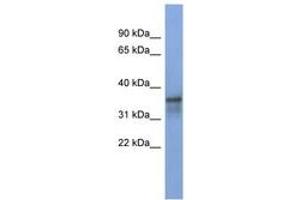 Image no. 1 for anti-RNA Binding Motif Protein 9 (RBM9) (AA 287-336) antibody (ABIN6743007) (RBM9 Antikörper  (AA 287-336))
