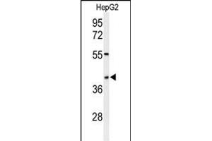 Western blot analysis of WDR82 Antibody (N-term) (ABIN651007 and ABIN2840036) in HepG2 cell line lysates (35 μg/lane). (WDR82 Antikörper  (N-Term))
