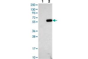 Western blot analysis of Lane 1: Negative control (vector only transfected HEK293T lysate), Lane 2: Over-expression Lysate (Co-expressed with a C-terminal myc-DDK tag (~3. (TMEM151A Antikörper)