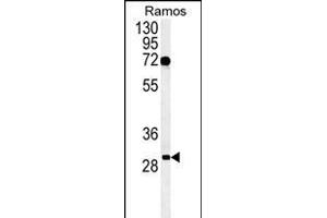Western blot analysis of C19orf63 Antibody (N-term) (ABIN651381 and ABIN2840212) in Ramos cell line lysates (35 μg/lane). (EMC10 Antikörper  (N-Term))