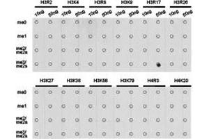 Dot-blot analysis of all sorts of methylation peptides using H3R17me2s antibody. (Histone 3 Antikörper  (H3R17me2s))