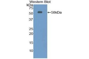 Western Blotting (WB) image for anti-Netrin 1 (NTN1) (AA 313-565) antibody (ABIN1860071) (Netrin 1 Antikörper  (AA 313-565))