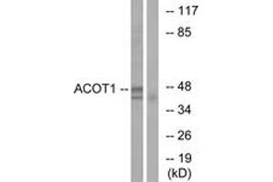 Western Blotting (WB) image for anti-Acyl-CoA Thioesterase 1 (ACOT1) (AA 91-140) antibody (ABIN2890091) (ACOT1 Antikörper  (AA 91-140))