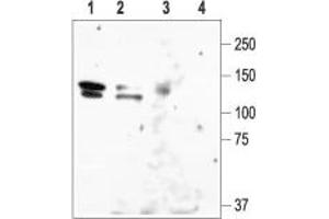 Western blot analysis of rat brain lysate (lanes 1 and 3) and HEK-KCNH1 (lanes 2 and 4): - 1,2. (KCNH1 Antikörper  (C-Term, Intracellular))