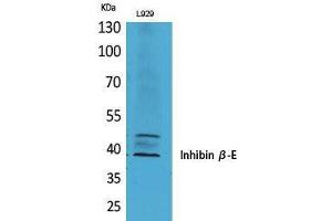 Western Blot (WB) analysis of L929 cells using Inhibin beta-E Polyclonal Antibody.
