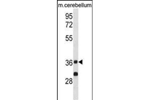 P2CA Antibody (Center) (ABIN1881681 and ABIN2839034) western blot analysis in mouse cerebellum tissue lysates (35 μg/lane). (PPP2CA Antikörper  (AA 88-116))